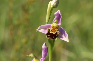  Ophrys apifera [Ophrys abeille]