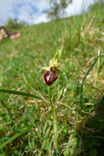  Ophrys aranifera [Ophrys araignée]
