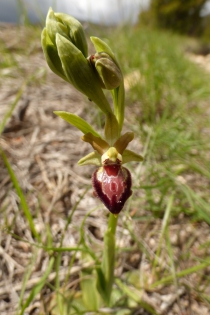  Ophrys provincialis [Ophrys de Provence]