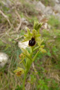  Ophrys araneola [Ophrys petite araignée]