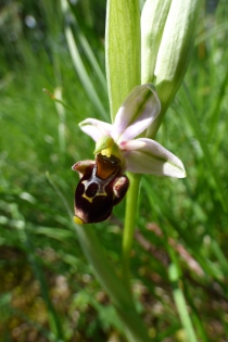  Ophrys fuciflora [Ophrys bourdon]