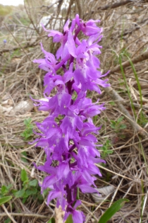  Orchis ovalis [Orchis oval]