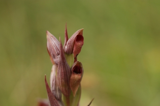  Serapias parviflora [Sérapias à petites fleurs]