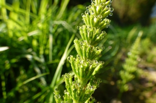  Prèle sp. [Equisetum sp.]