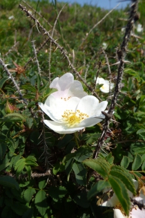  Rose pimprenelle [Rosa pimpinellifolia]