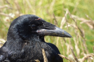  Corneille noire [Corvus corone]