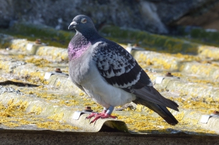  Pigeon biset [Columba livia]