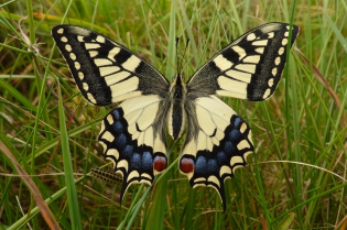  Machaon [Papilio machaon]