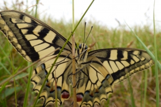  Machaon [Papilio machaon]