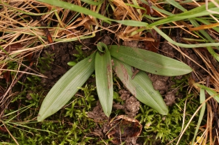 Ophrys fuciflora [Ophrys frelon]