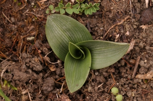  Ophrys aranifera [Ophrys araignée]