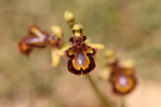  Ophrys speculum [Ophrys miroir]