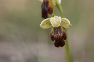  Ophrys fusca [Ophrys brun]