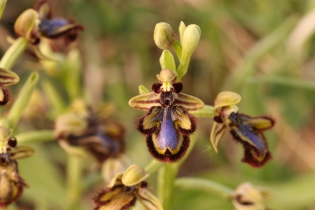  Ophrys speculum [Ophrys miroir]