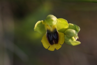  Ophrys lutea [Ophrys jaune]