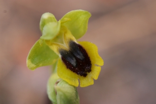  Ophrys lutea [Ophrys jaune]