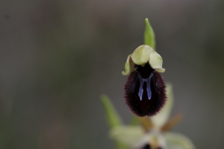  Ophrys incubacea [Ophrys noir]