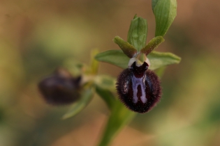  Ophrys incubacea [Ophrys noir]