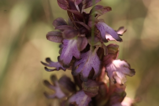  Himantoglossum robertianum [Orchis géant]