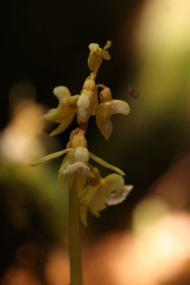  Epipogium aphyllum [Epipogon sans feuilles]