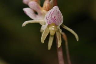  Epipogium aphyllum [Epipogon sans feuilles]