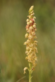  Orchis anthropophora [Orchis homme-pendu]