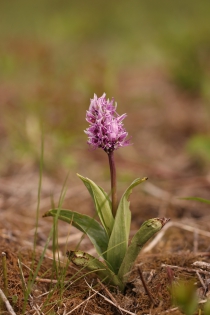  Orchis simia [Orchis singe]