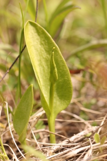  Ophioglossum vulgatum [Ophioglosse vulgaire]