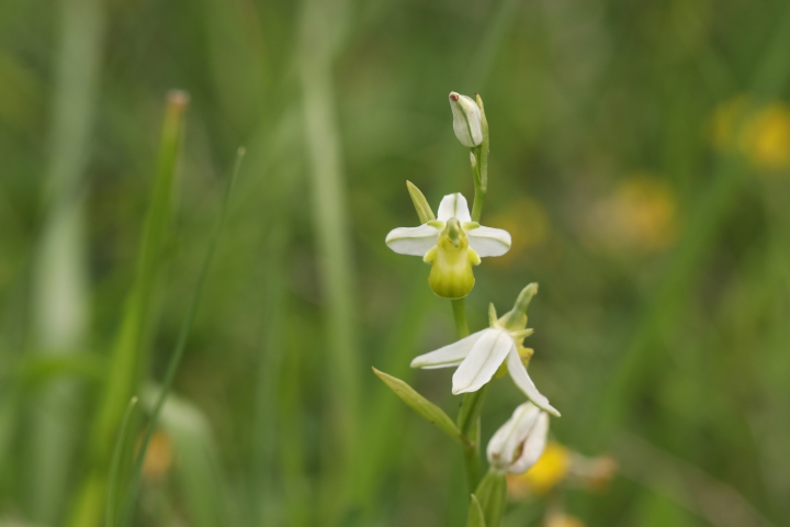  Ophrys apifera var. albiflora [Ophrys abeille]